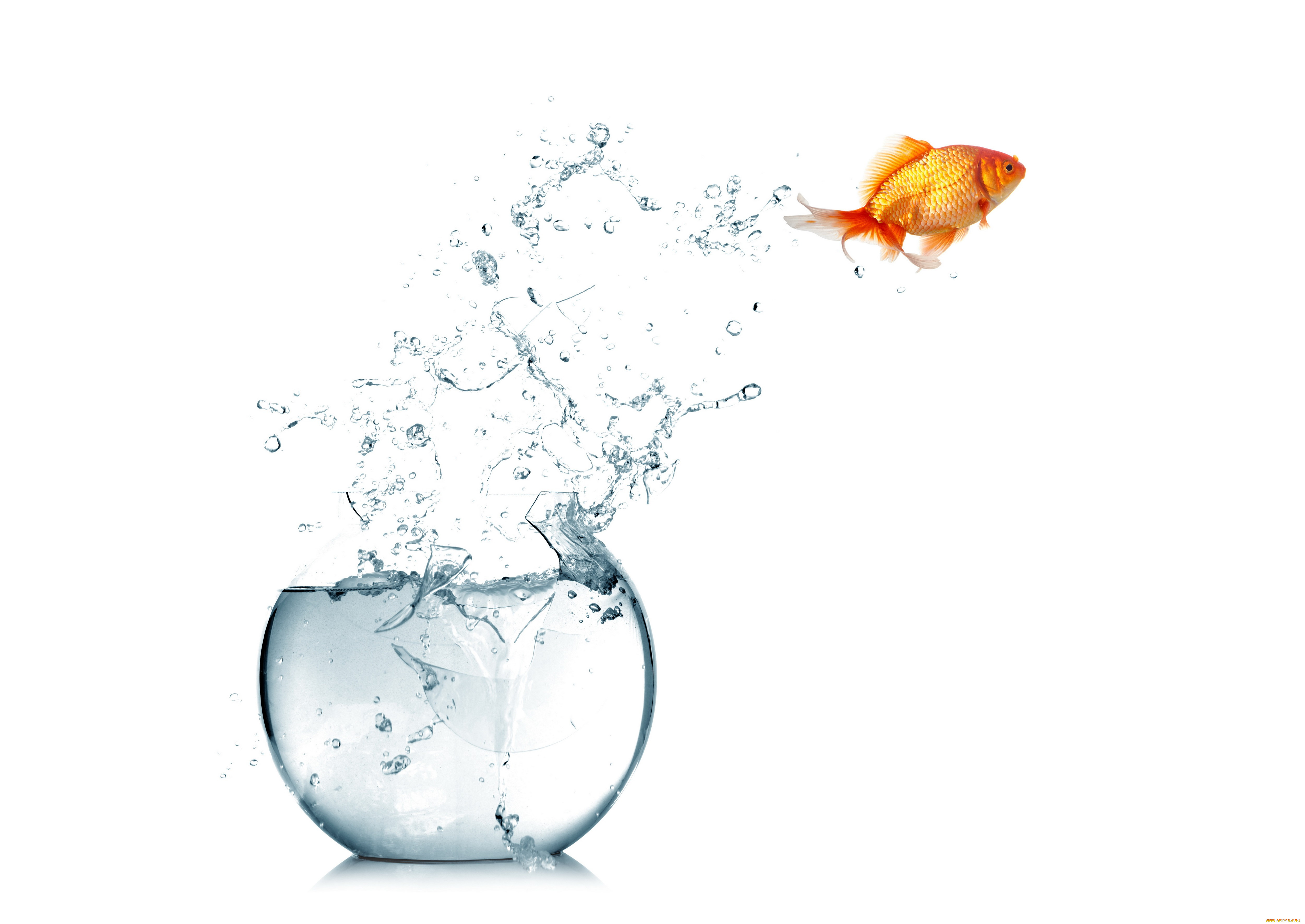 , , white, background, spray, , , , water, fish, aquarium, , 